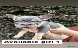 French Bulldog dogs for sale: 2 girls looking for forever home - Image 2