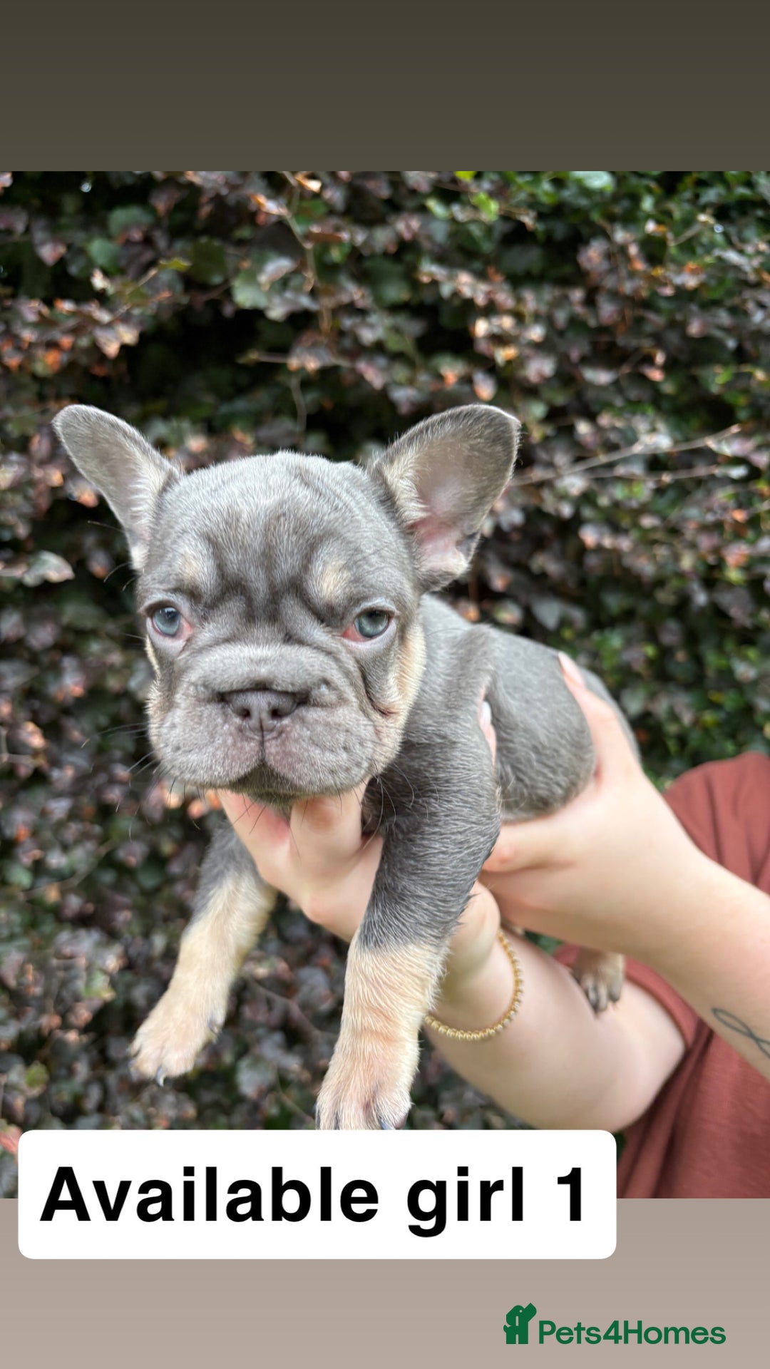 French Bulldog dogs for sale: 2 girls looking for forever home - Image 2