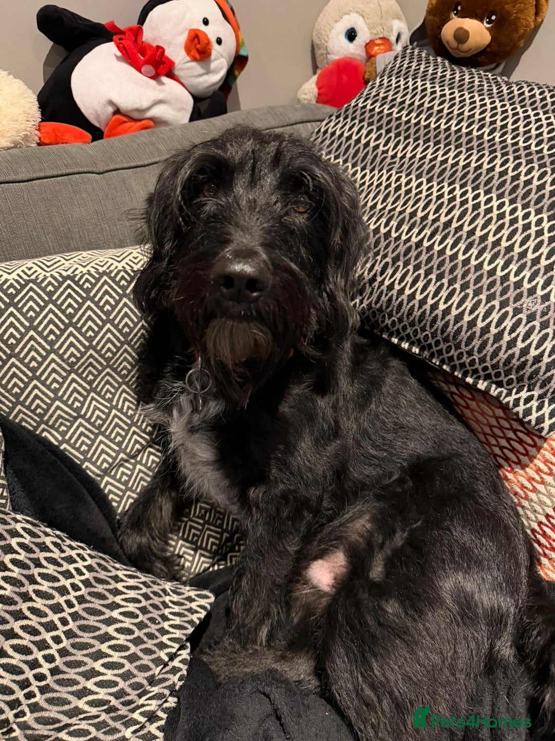 Mixed Breed dogs for adoption: Sweet Oscar Needs Love  - Advert 8