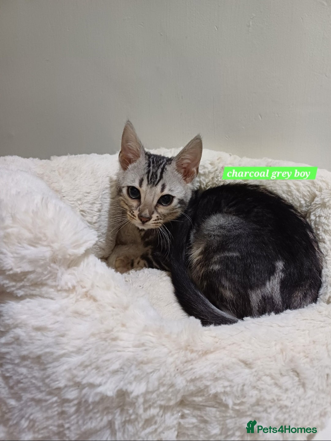 Mixed Breed cats for sale: Bengal boy - Advert 2