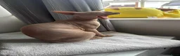 Sphynx cats for stud: Beautiful Sphynx Stud - Advert 4