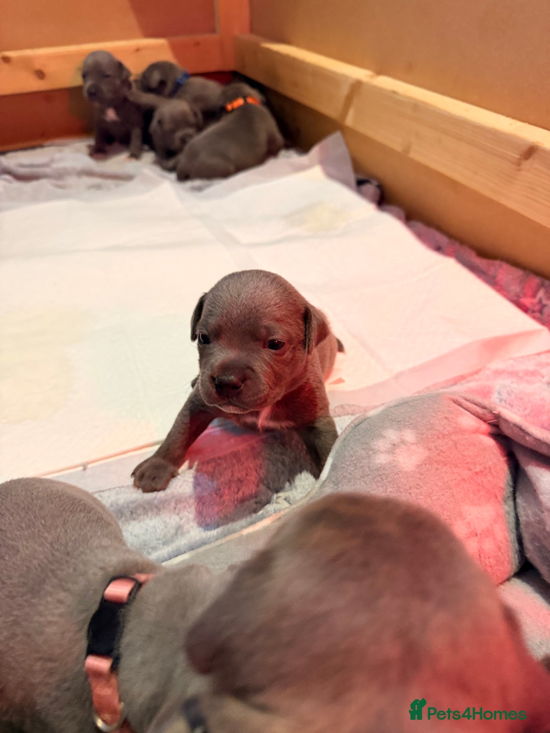 Staffordshire Bull Terrier dogs for sale: 💙Blue x Rare Fawn Staffordshire Bull Terrier Pups - Advert 16