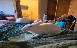 New Zealand rabbits for sale: Beautiful white rabbit - Image 1