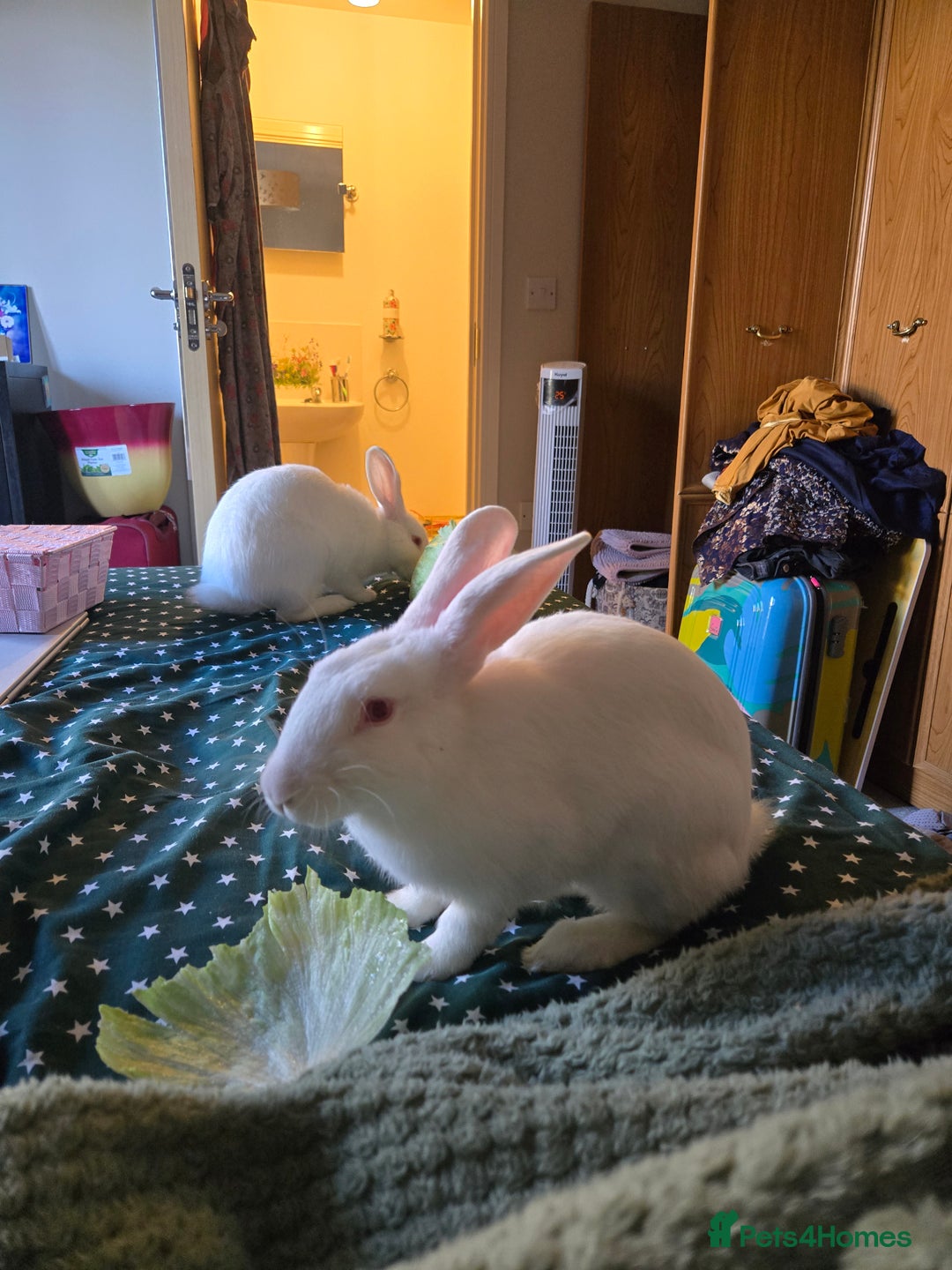 New Zealand rabbits for sale: Beautiful white rabbit - Image 1