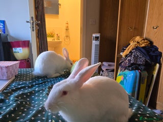 New Zealand rabbits - Advert 2