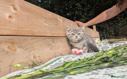 British Shorthair cats for sale: GORGEOUS BRITISH SHORTHAIR KITTENS – BLUE-SPOTTED - Image 4