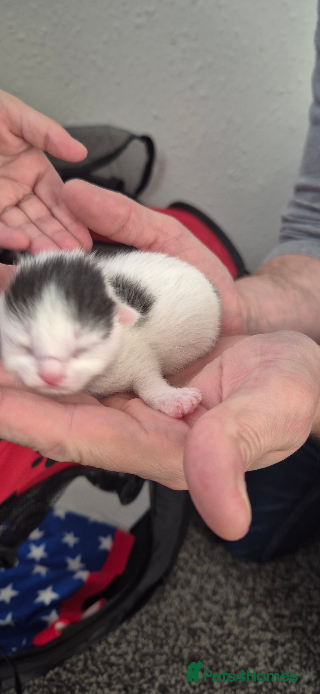Mixed Breed cats for sale: Kittens for sale - Image 10