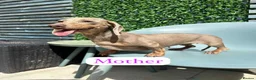 Miniature Dachshund dogs for sale: Stunning minature dachshund litter  in Maidstone - Advert 3