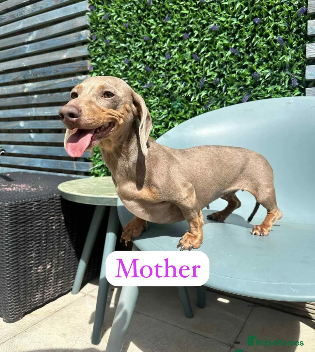 Miniature Dachshund dogs for sale: Ready now miniature dachshund puppies - Advert 2