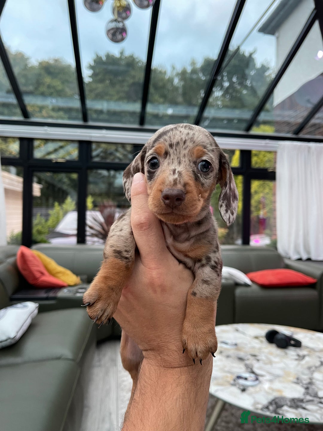 Miniature Dachshund dogs for sale: 🐾READY TO LEAVE NEXT WEEK🐾 - Image 30
