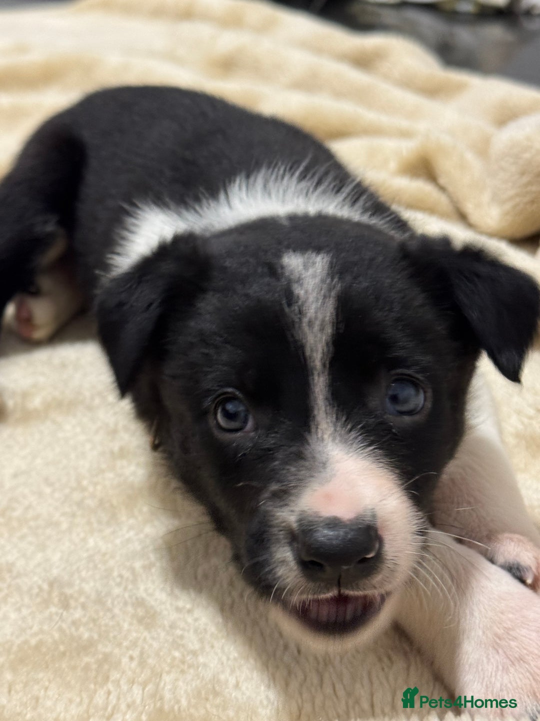 Border Collie dogs for sale: Border Collie Puppies  - Advert 9