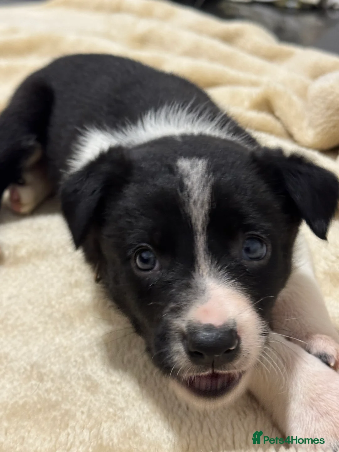 Border Collie dogs for sale: Border Collie Puppies (Sold) - Advert 9