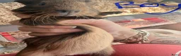 Guinea Pig rodents for sale: 16 baby guinea pigs - Advert 28