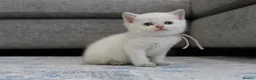 British Shorthair cats for sale: Beautiful White British Shorthair adorable Kittens - Advert 24