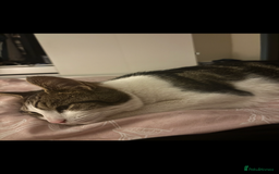 Mixed Breed cats for sale: Beautiful 2 year old female cat - Image 7