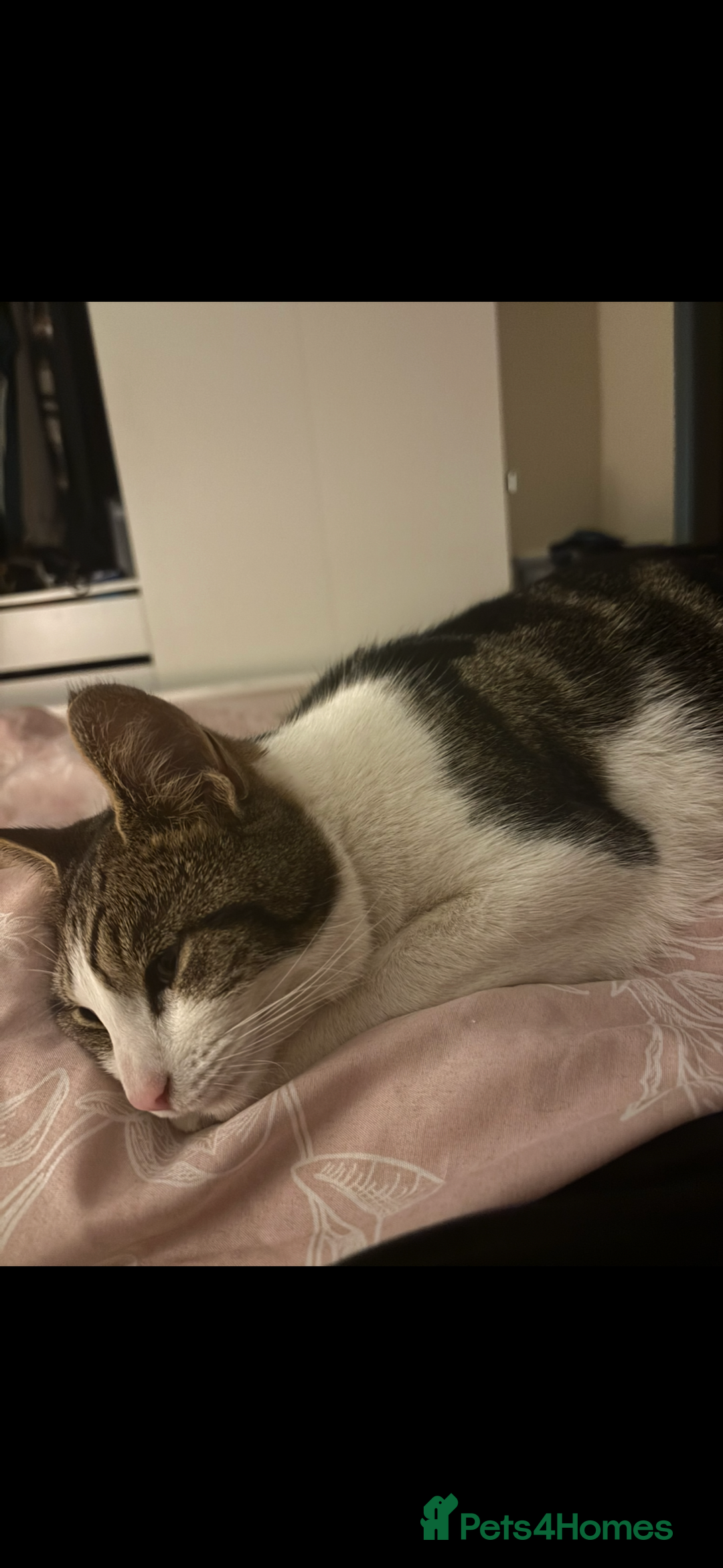 Mixed Breed cats for sale: Beautiful 2 year old female cat - Image 7