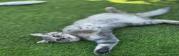 British Shorthair cats for sale: Last girl British shorthair kitten blue spotted  - Advert 7