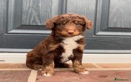 Bordoodle dogs for sale: OUTSTANDING *TRI COLOUR* MINIATURE BORDOODLES - Image 38