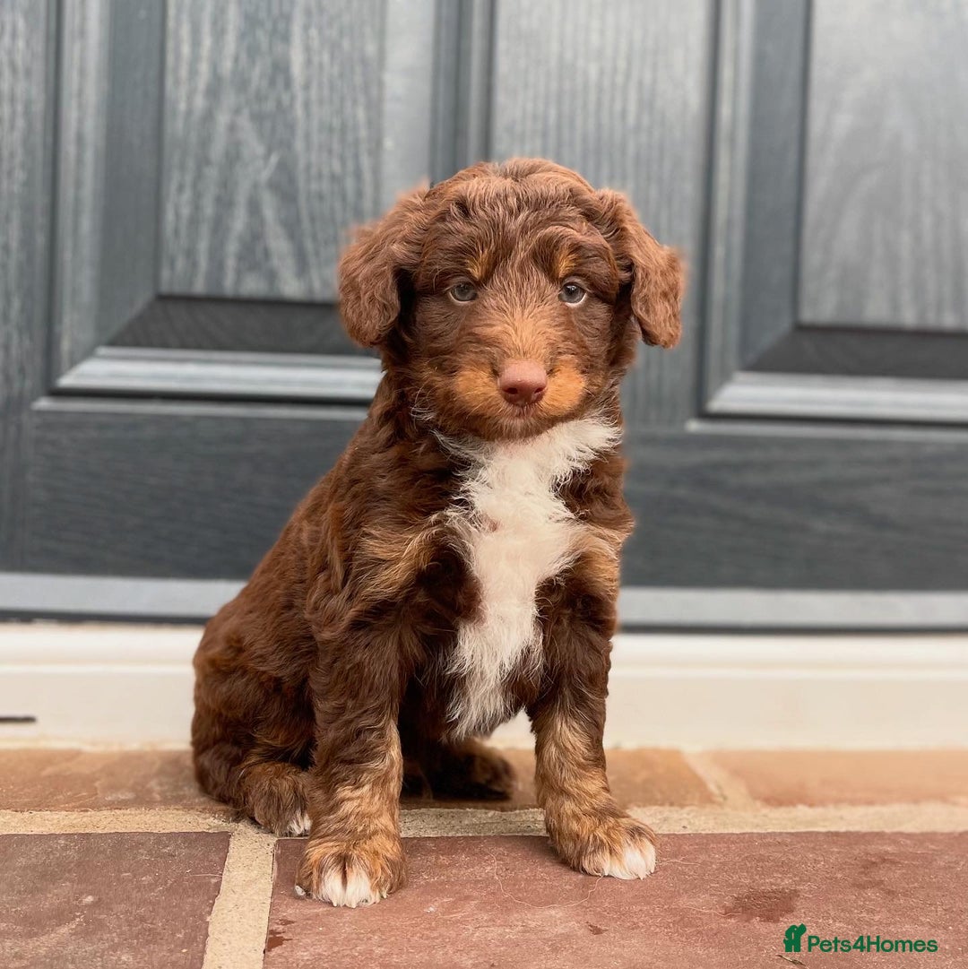Bordoodle dogs for sale: OUTSTANDING *TRI COLOUR* MINIATURE BORDOODLES - Image 38