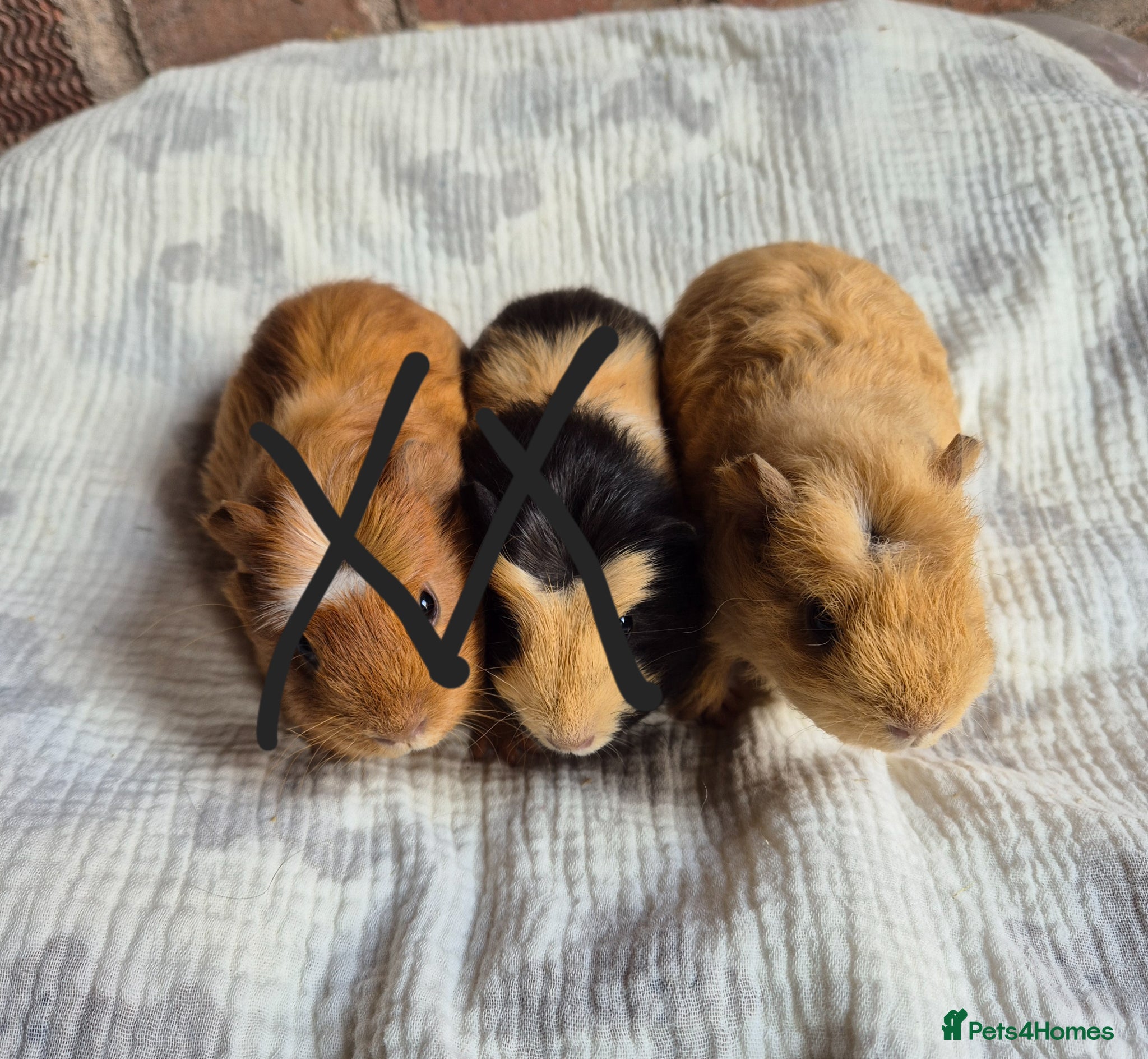 Guinea Pig rodents  Baby Girl Guinea Pigs - Advert 11