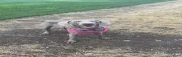 Weimaraner dogs for sale: Meet LULU - Advert 3