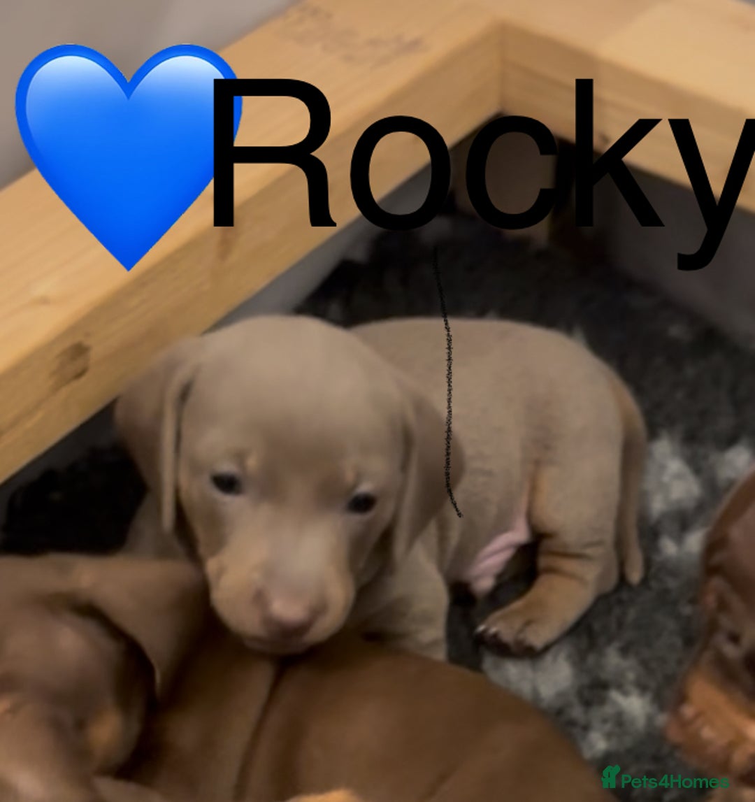 Miniature Dachshund dogs for sale: Miniature dachshund puppies  - Advert 4