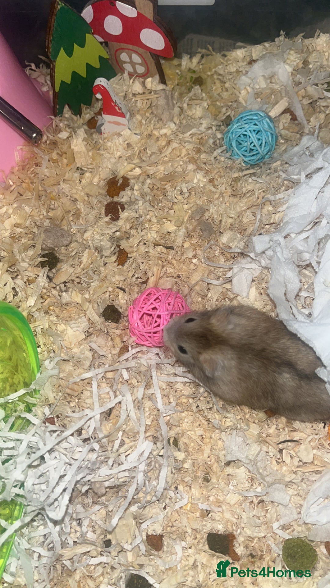 Hamster rodents for sale: Whiskey 🐹 13 month old Female Dwarf hamster  - Advert 2