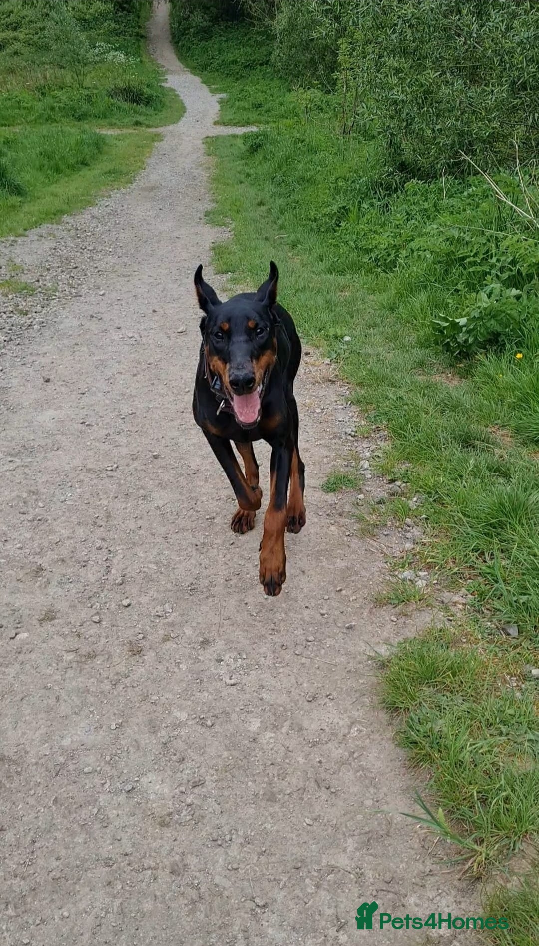 Dobermann dogs for sale: 2 Yr Old European Import Female Doberman  - Image 5