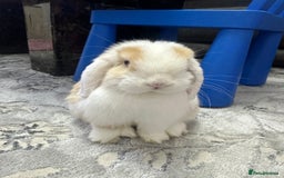 Mini Lop rabbits for sale: Female mini lop  - Image 2