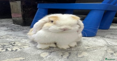 Mini Lop rabbits - Advert 9