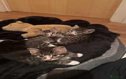 Domestic Shorthair cats for sale: 5 Tabby & Tuxedo kittens for sale - Image 6