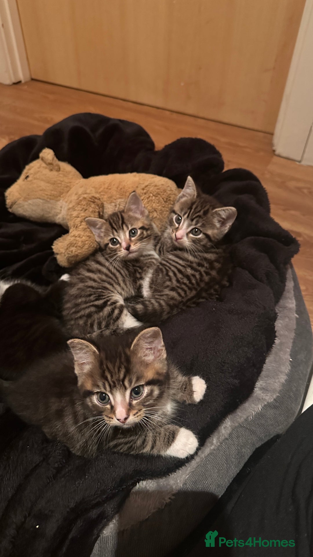 Domestic Shorthair cats for sale: 5 Tabby & Tuxedo kittens for sale - Image 6