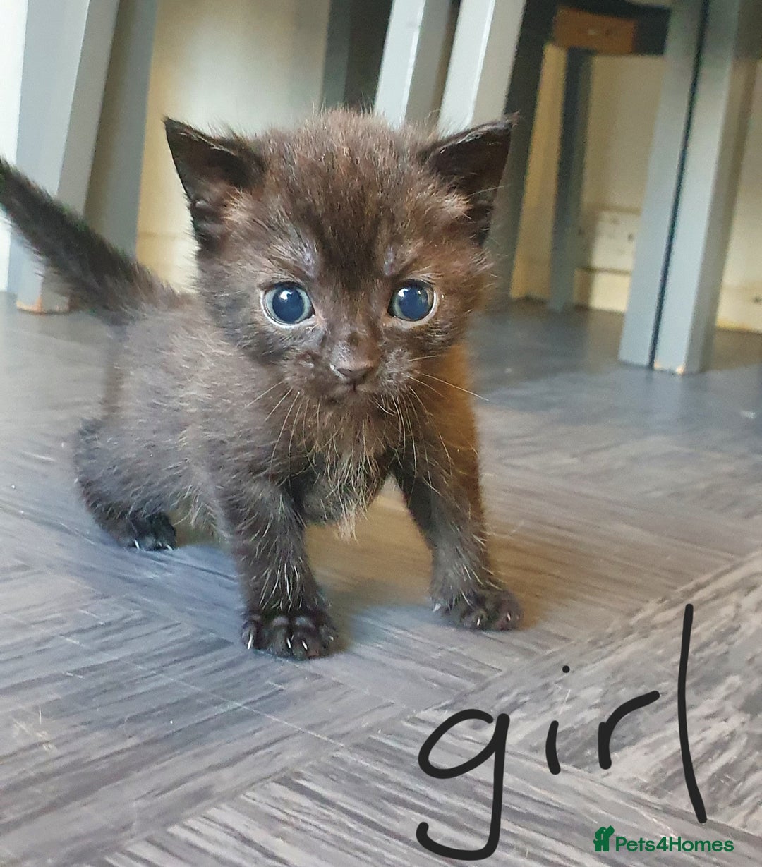 Tonkinese cats for sale: Beautiful tonkinese kittens  - Advert 10