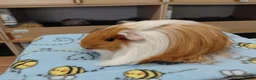 Guinea Pig rodents for sale: Young Longhaired Sheltie Sows RTL - Advert 5