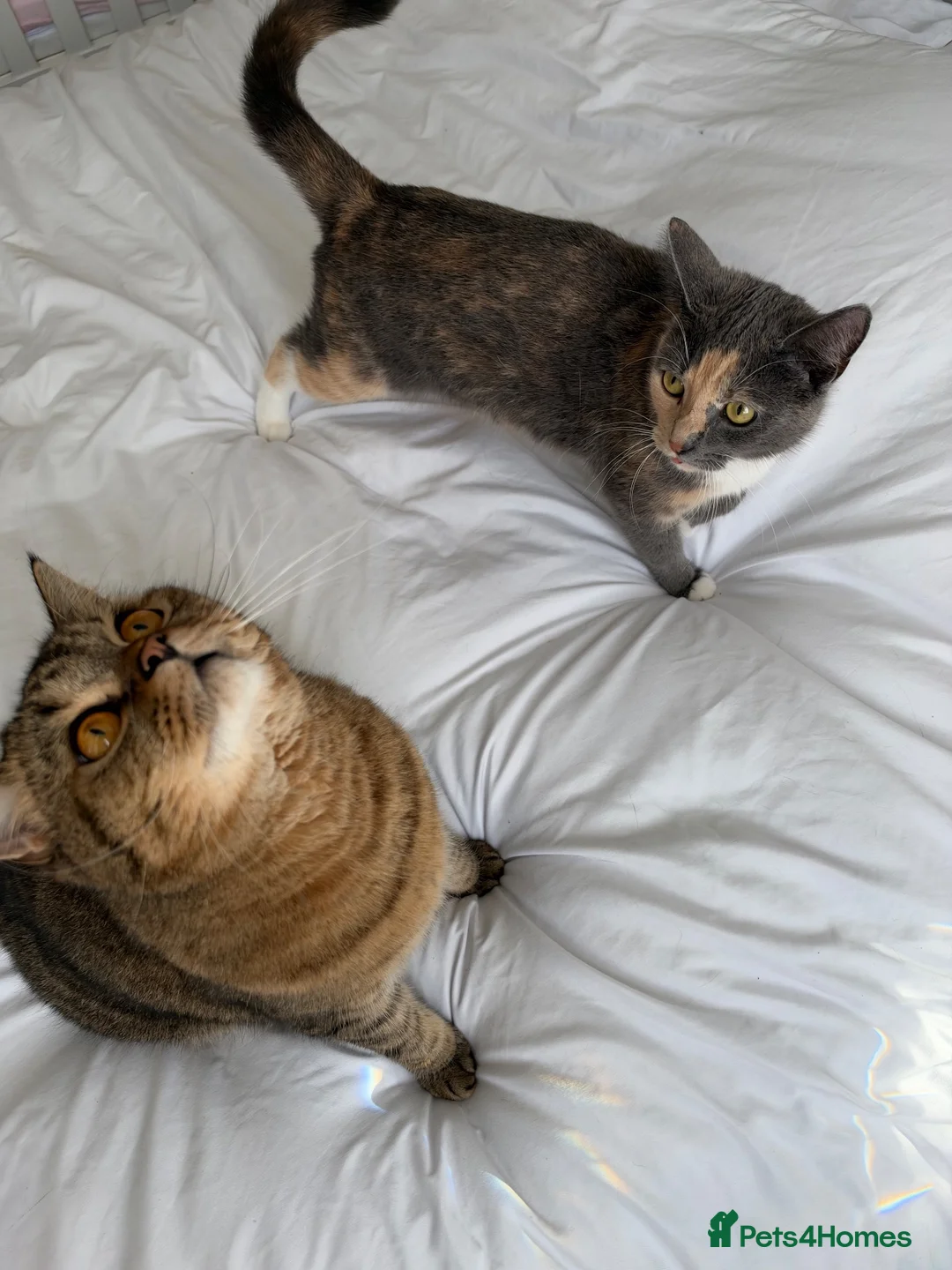 British Shorthair cats for sale: Meet Coco - Beautiful British Shorthair Cat - Advert 2