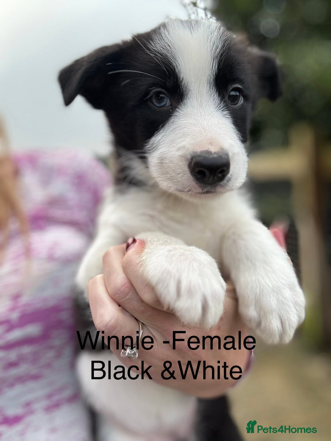 Border Collie dogs for sale: Pure Bred Border Collie Puppies For Sale - Advert 4