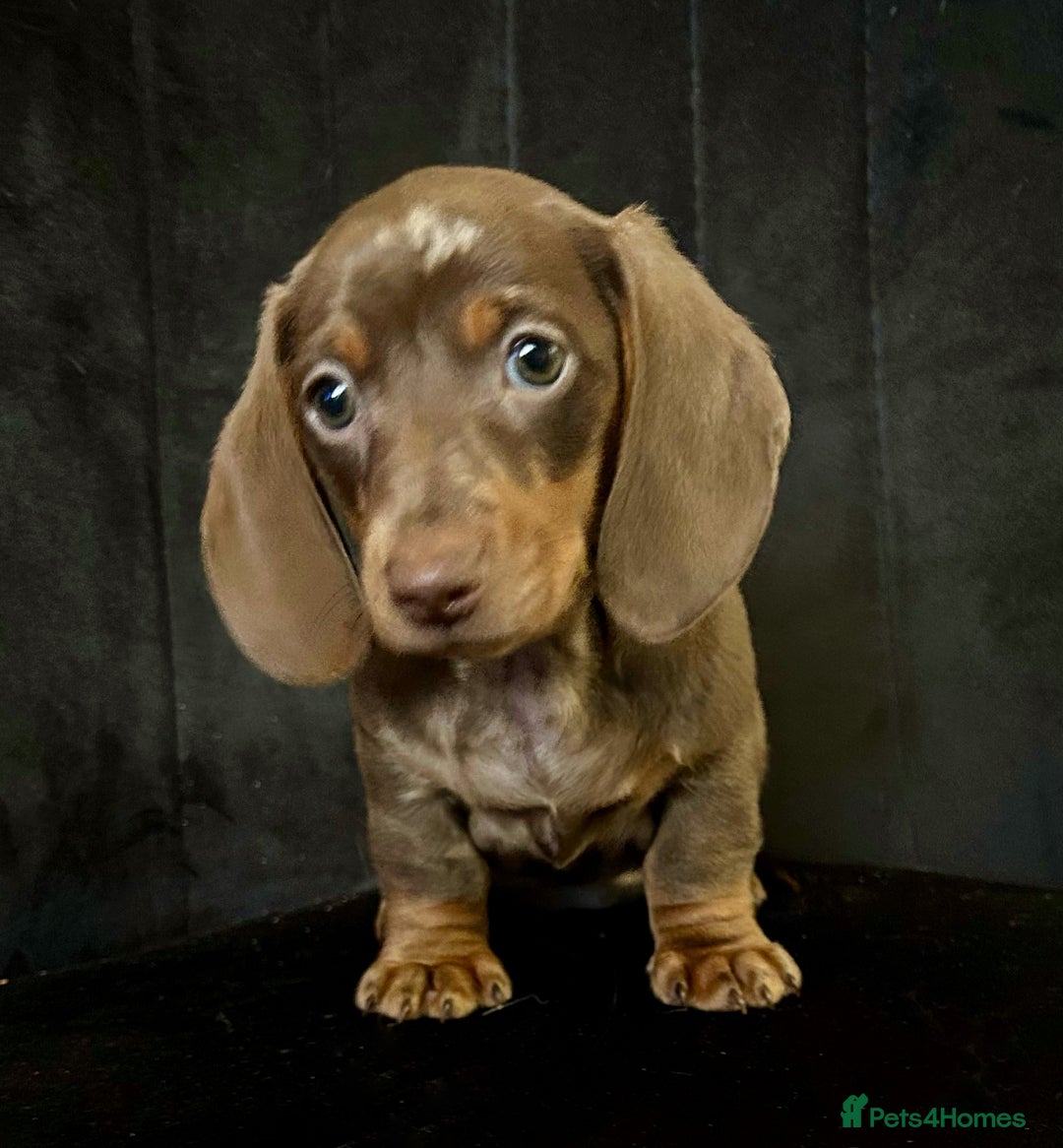 Miniature Dachshund dogs for sale: Stunning little girl true to type  - Advert 1