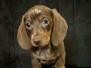 Miniature Dachshund dogs Stunning little girl true to type - Advert 1