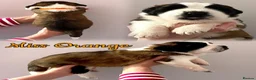Saint Bernard dogs for sale: Outstanding KC Registered Saint Bernard Puppies - Advert 4