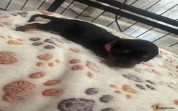Miniature Dachshund dogs for sale: Miniature daschund puppies - Image 24