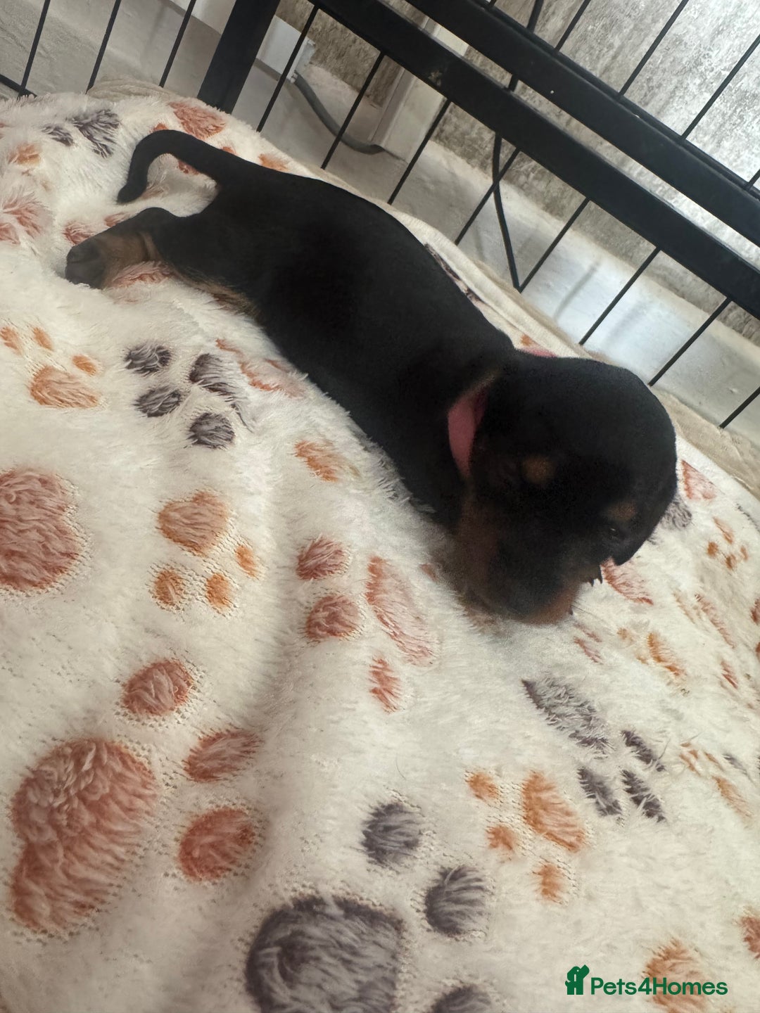 Miniature Dachshund dogs for sale: Miniature daschund puppies - Image 24