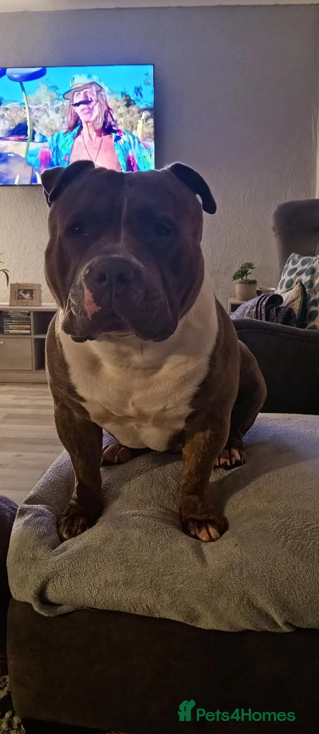 American Bully dogs for stud: Pocket bully up for stud in Saint Helens - Advert 4