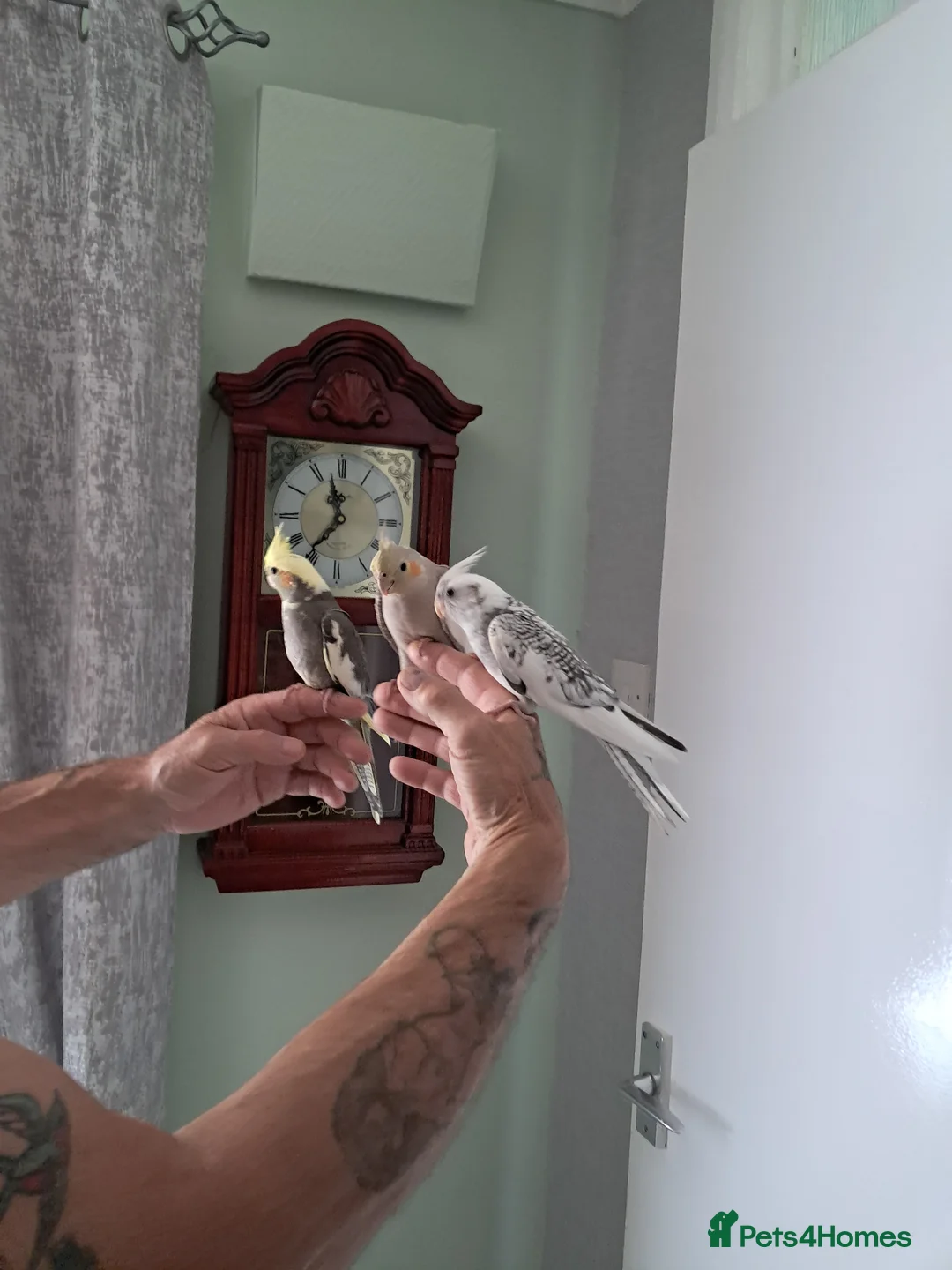 Cockatiels birds for sale: Hand reared baby cocktails very nice birds  - Advert 2