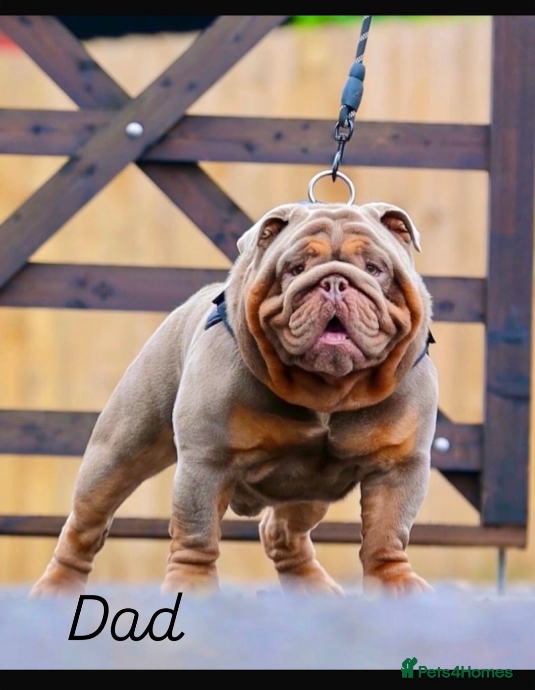 English Bulldog dogs for sale: 2 English bulldog 'lilac' puppies READY 8TH DEC 25 - Advert 16