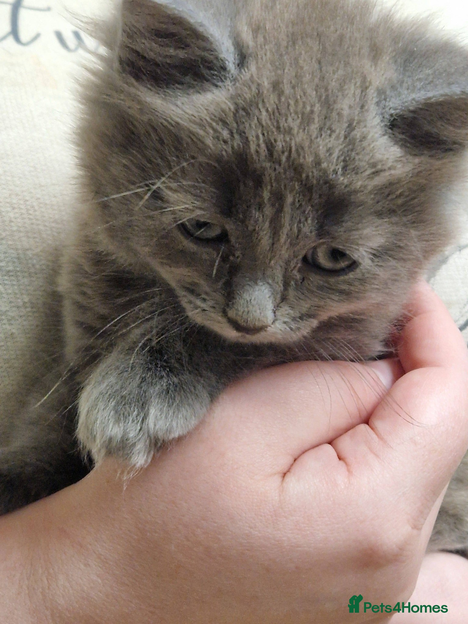 Mixed Breed cats beautiful male kitten - Advert 12