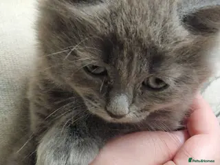 Mixed Breed cats beautiful male kitten - Advert 12