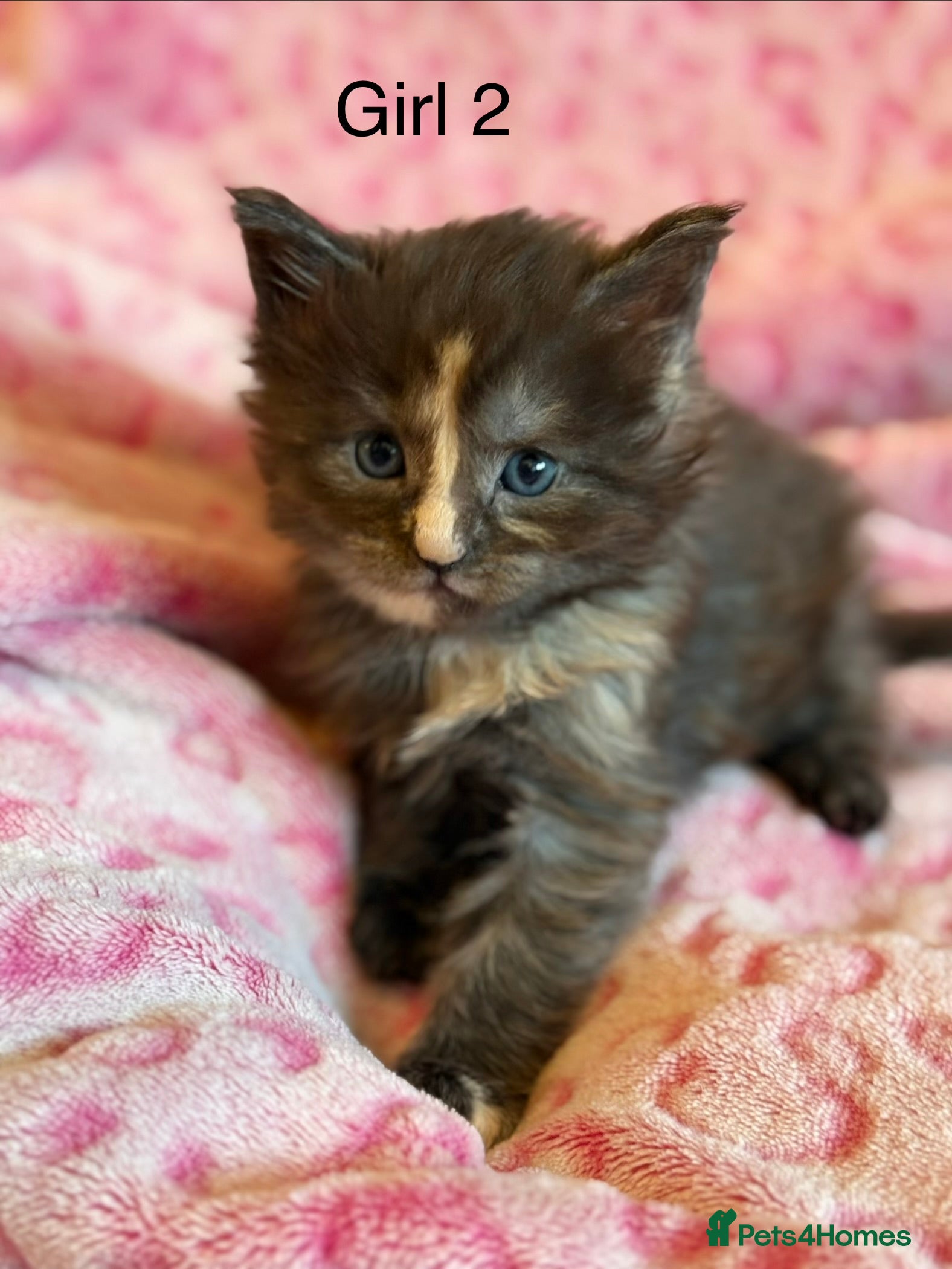 Maine Coon cats Beautiful Maine Coon Cross Kittens - Advert 14