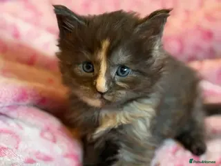 Maine Coon cats Beautiful Maine Coon Cross Kittens - Advert 3