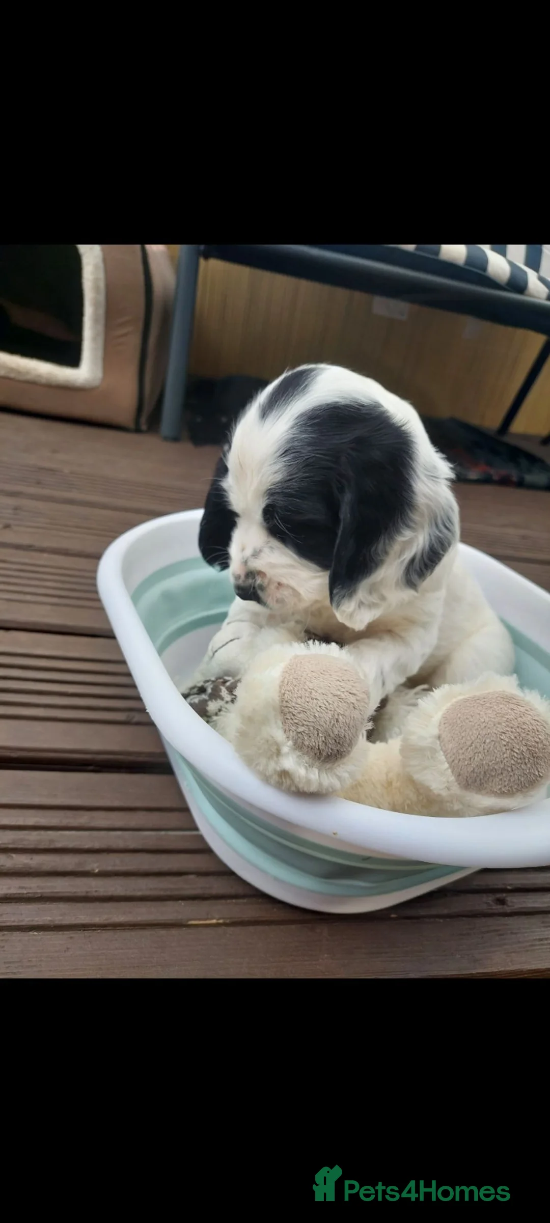 Cocker Spaniel dogs for sale: Cocker Spaniel puppies  - Advert 2