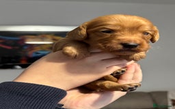 Cocker Spaniel dogs for sale: Red Cocker Spaniel Puppies - Image 5